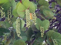 Raisinier